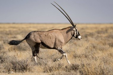 a large black and white gazelle in the desert