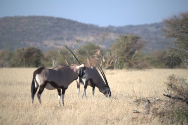 wilbeest, wilbeest, connochachachaus, national wildlife, nature reserve, africa