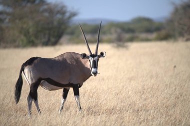 the antelope of the bocas