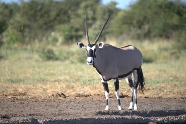 a beautiful view of the gazelle