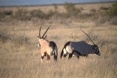 white wildebeest or wildebests, nochaes chataetes in the grass, nochales chaes cha