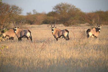 a group of gazelle in the african savannah
