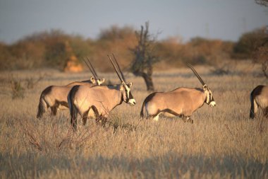 a group of gazelle in the savannah of namibia.
