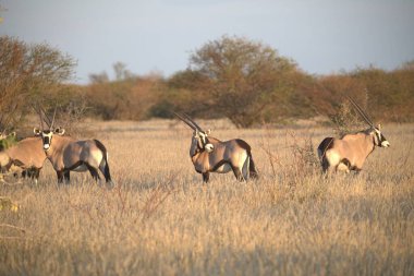 group of gazelle in the natural habitat