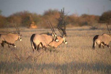 white - backed debeest ( taorus chaaphus )