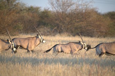 kudu antelope in the natural habitat in southern african savannah