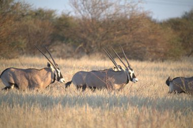 Bir antilop sürüsü çimenlerde otluyor.
