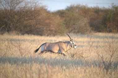 Beyaz antiloplar çimlerin üzerinde