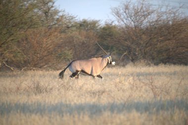 savana vahşi hayvanlar