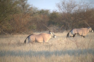 Savanadaki bir grup vahşi hayvan.