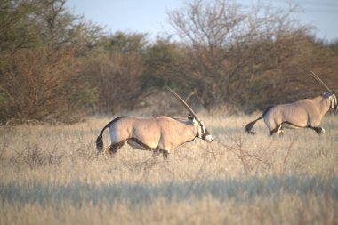 two wild oryx in the grass in the national park