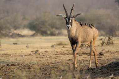 a large male antelopes standing in the field