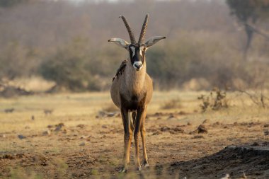 a closeup shot of a deer in a field with a blurred background