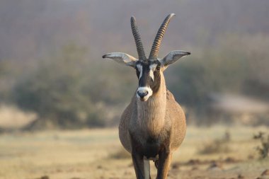 bir antilop portresi