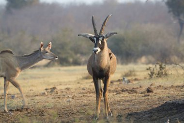 Vahşi doğada büyük bir balık.