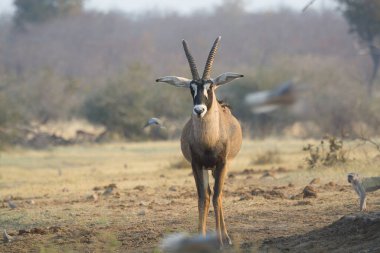 Ormandaki kırmızı geyik