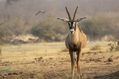 Çölde bir erkek ceylan.