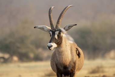 male antelope in the desert.