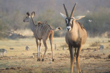 male kudu with female antelopes