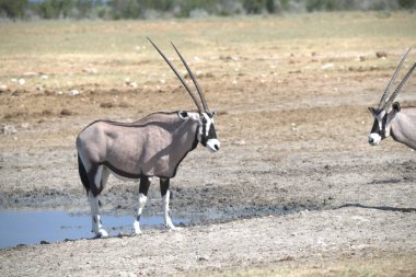 Çöldeki siyah ve zebraların güzel bir görüntüsü.