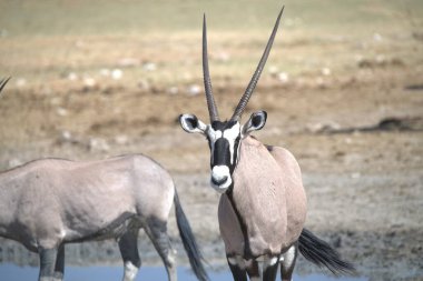 Bir grup zebra bozkırda