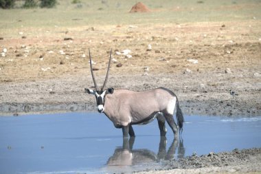 Etoşa Ulusal Parkı, Namibya 'da beyaz bir gergedan.