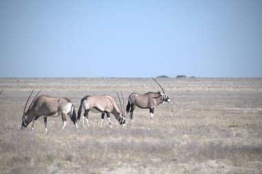 Etoşa Ulusal Parkı, Namibya 'daki bir grup antilop.