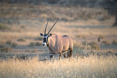 Yerde beyaz bir ceylanın yakın çekimi.