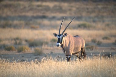 Çölde ışıkların altında siyah beyaz bir antilobun yakın çekimi.