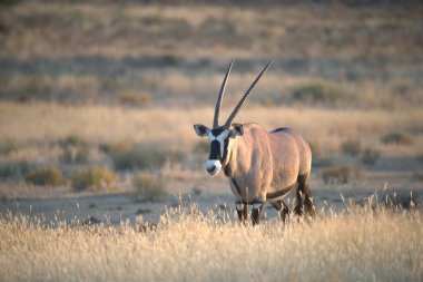 Afrika 'nın bozkırında güzel beyaz bir ceylan