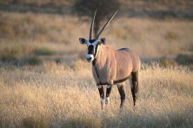 Beyaz boğa vahşi doğada