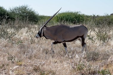 Siyah bir ceylan arka plandaki çimenlikte duruyor..
