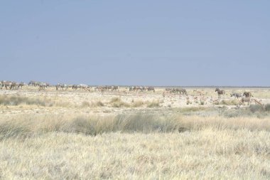 Çölde bir grup at.