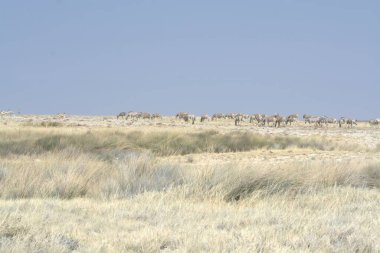 savana vahşi hayvanlar