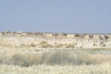 savana vahşi hayvanlar
