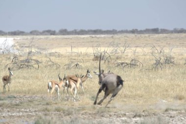 Afrika bozkırında vahşi bir kadu.