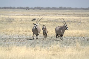 Namibya 'da savanda kavga eden bir çift zebra.