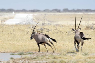 Etoşa Ulusal Parkı 'nda bir çift zebra