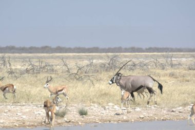 Afrika vahşi hayvanları, vahşi doğa.