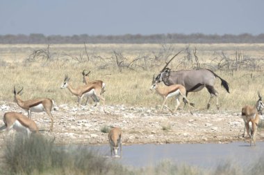 Savanadaki bir grup vahşi hayvan.