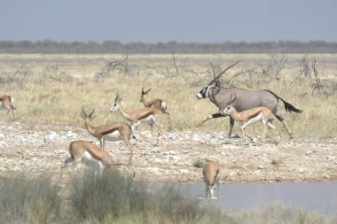Doğal ortamdaki Afrikalı vahşi hayvanlar