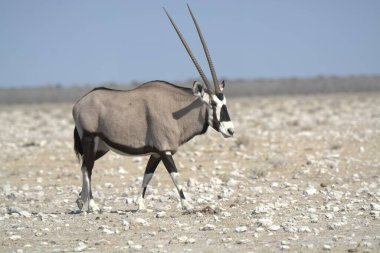 Siyah beyaz ceylan (ceylan) arka planda çölde