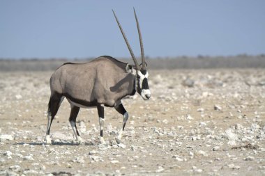 siyah - beyaz ceylan etosha, namibya