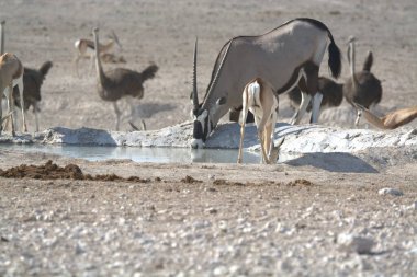 beyaz - Etoşa 'nın ortasında bir delik