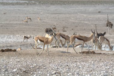 Savanada vahşi bir hayvan sürüsü
