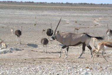 Vahşi hayvanlar, seçici odaklanma