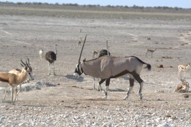 Çölde bir keçi sürüsü