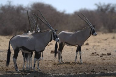 Doğal parktaki bir grup ceylan.