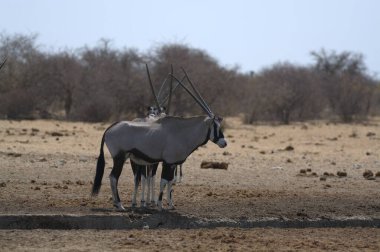 Savanada siyah beyaz bir gergedan