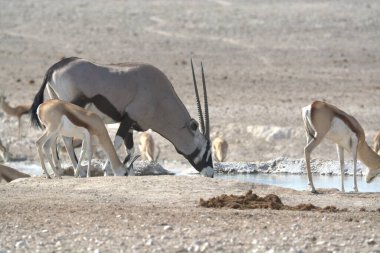 Kenya savanındaki vahşi at sürüsü.